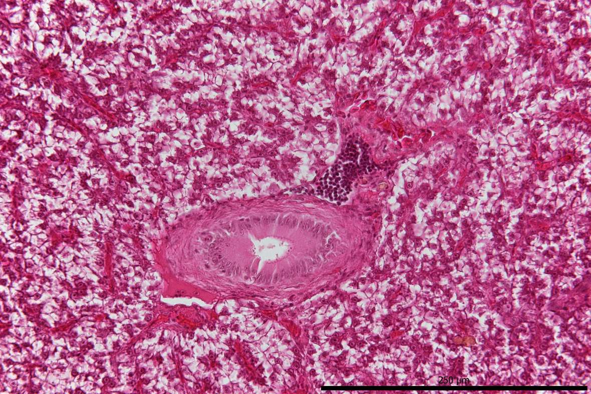 Lebergewebe mit Gallengang vom Karpfen