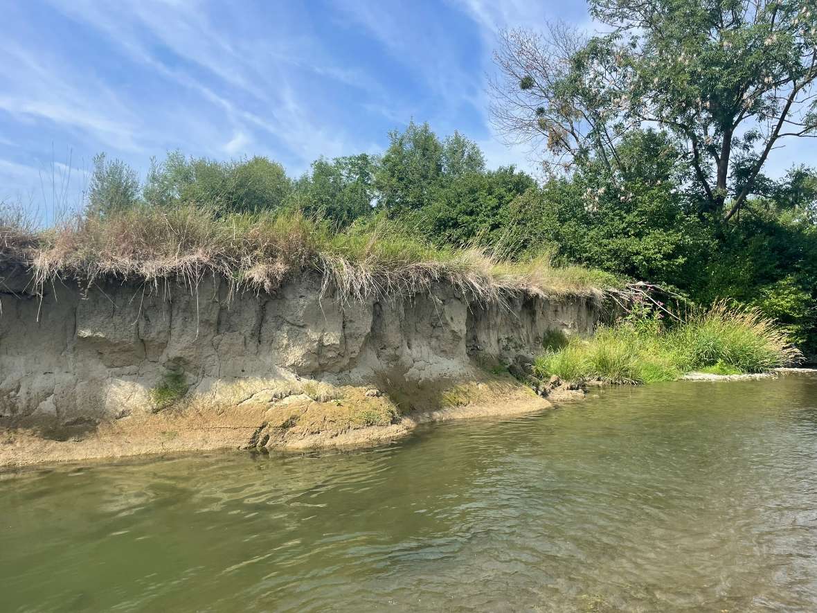Die Aufnahme zeigt ein steiles Prallufer der Pielach im Naturschutzgebiet Pielach-Mühlau in Niederösterreich. Durch die natürliche Flussdynamik erodiert das äußere Ufer des Mäanders kontinuierlich, wodurch die markante Uferkante entsteht. Das abgetragene Sediment wird flussabwärts transportiert und an anderen Stellen als Kies- und Schotterbänke wieder abgelagert. Dieses Zusammenspiel von Erosion und Sedimentation prägt den naturnahen Charakter der Pielach und schafft eine hohe Strukturvielfalt.<br/>Prallufer sind ökologisch besonders wertvolle Lebensräume. Sie bieten Nistmöglichkeiten für Ufervögel und Lebensraum für zahlreiche Insekten sowie andere spezialisierte Tierarten. Zusammen mit den benachbarten Gleitufern und Schotterbänken tragen sie wesentlich zur hohen Biodiversität des Naturschutzgebiets Pielach-Mühlau bei und sind ein wichtiges Merkmal eines frei fließenden, dynamischen Flusssystems.
