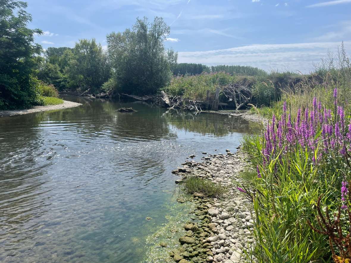 Die Aufnahme zeigt einen naturnahen Abschnitt der Pielach im Naturschutzgebiet Pielach-Mühlau in Niederösterreich. Die Mäanderstrecke zwischen Prinzersdorf und Wimpassing ist durch ihre abwechslungsreiche Gewässerstruktur mit Prall- und Gleitufern, ausgedehnten Schotterbänken sowie einer vielfältigen Ufervegetation geprägt. Diese dynamischen Lebensräume bieten zahlreichen Tier- und Pflanzenarten wertvolle Rückzugs- und Fortpflanzungsräume.<br/>Das Gebiet war Teil des LIFE-Natur-Projekts „Lebensraum Huchen“, dessen Ziel es war, die Durchgängigkeit der Fließgewässer wiederherzustellen. Durch den Umbau von Wehren und Sohlstufen wurden ungehinderte Fischwanderungen ermöglicht und die Lebensbedingungen für den Huchen sowie viele weitere Fischarten verbessert.<br/>Die Mühlau zählt zudem zu den ökologisch besonders wertvollen Bereichen der Pielach und ist ein äußerst sensibles Vogelbrutgebiet. Die naturnahe Flussdynamik mit ihren Kiesbänken, Uferabbrüchen und strukturreichen Uferzonen schafft ideale Voraussetzungen für zahlreiche spezialisierte Vogelarten und trägt wesentlich zur hohen Biodiversität dieses Flussabschnitts bei.