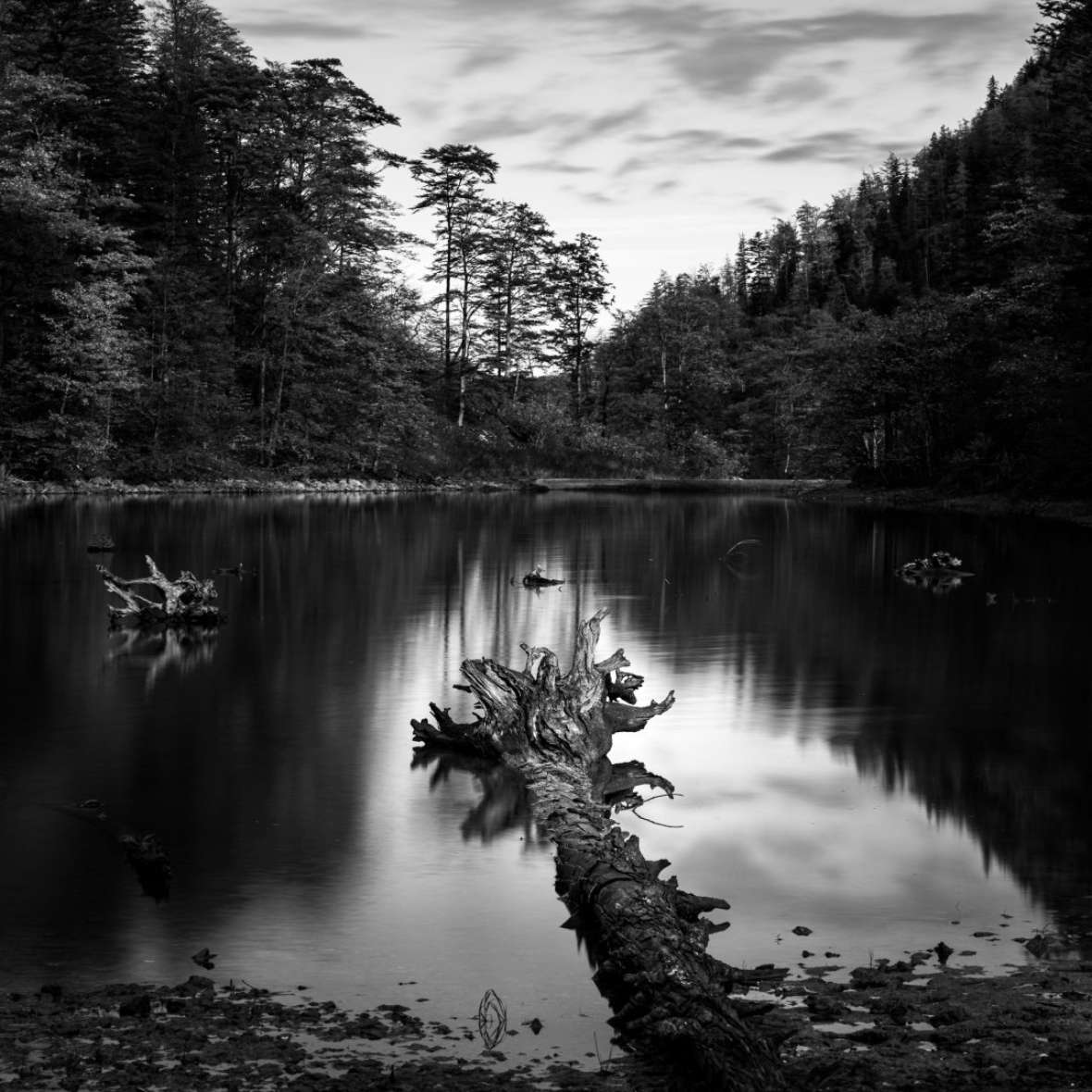 Puplikum Platz 1: Schwarzweißfotografie - Ein Baumstamm befindet sich im Wasser