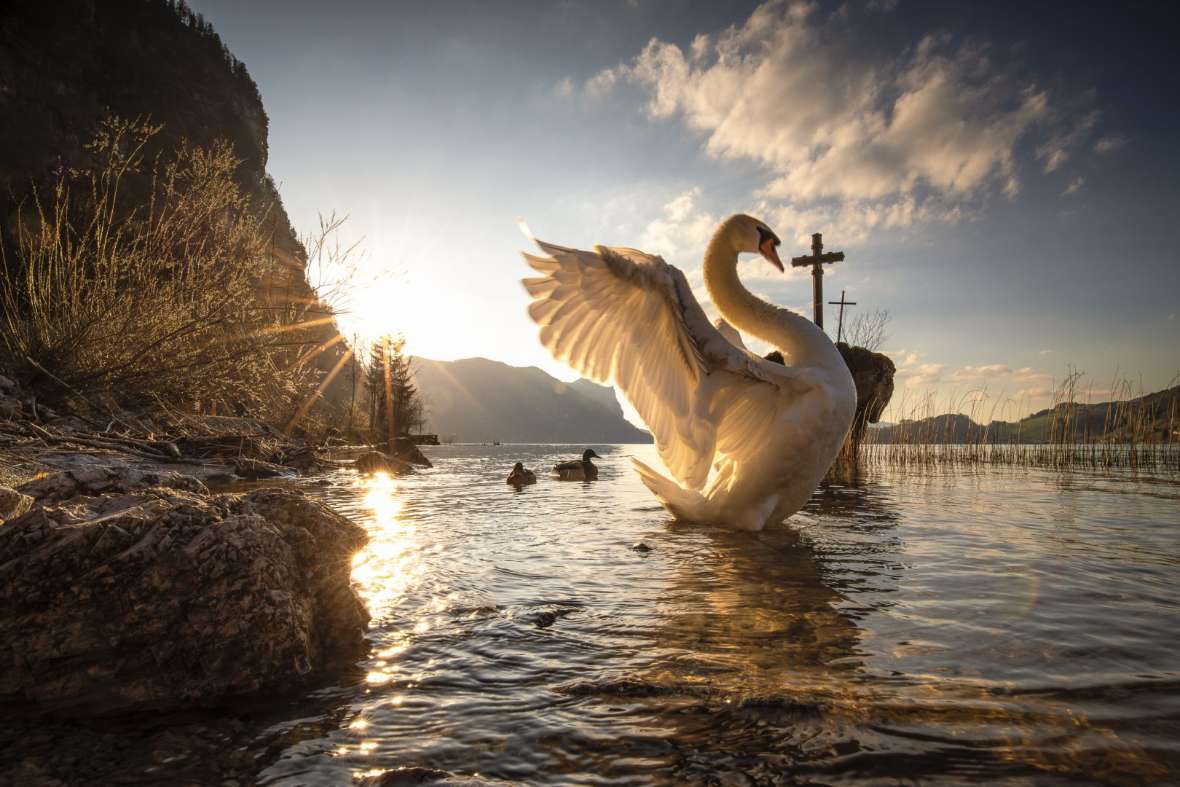Ein Schwann im See