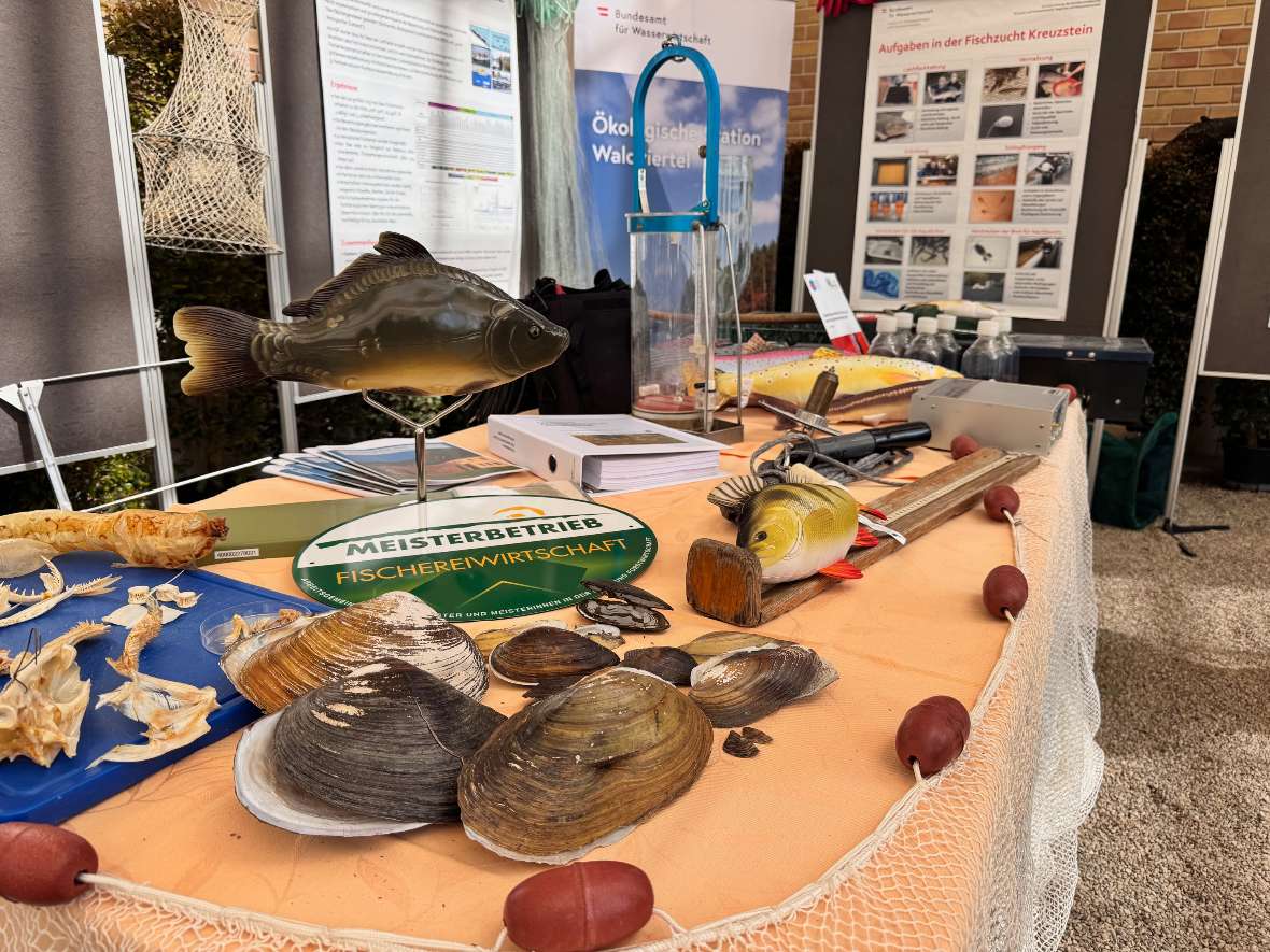 IGF-Infostand mit verschiedenen Muscheln und Fische