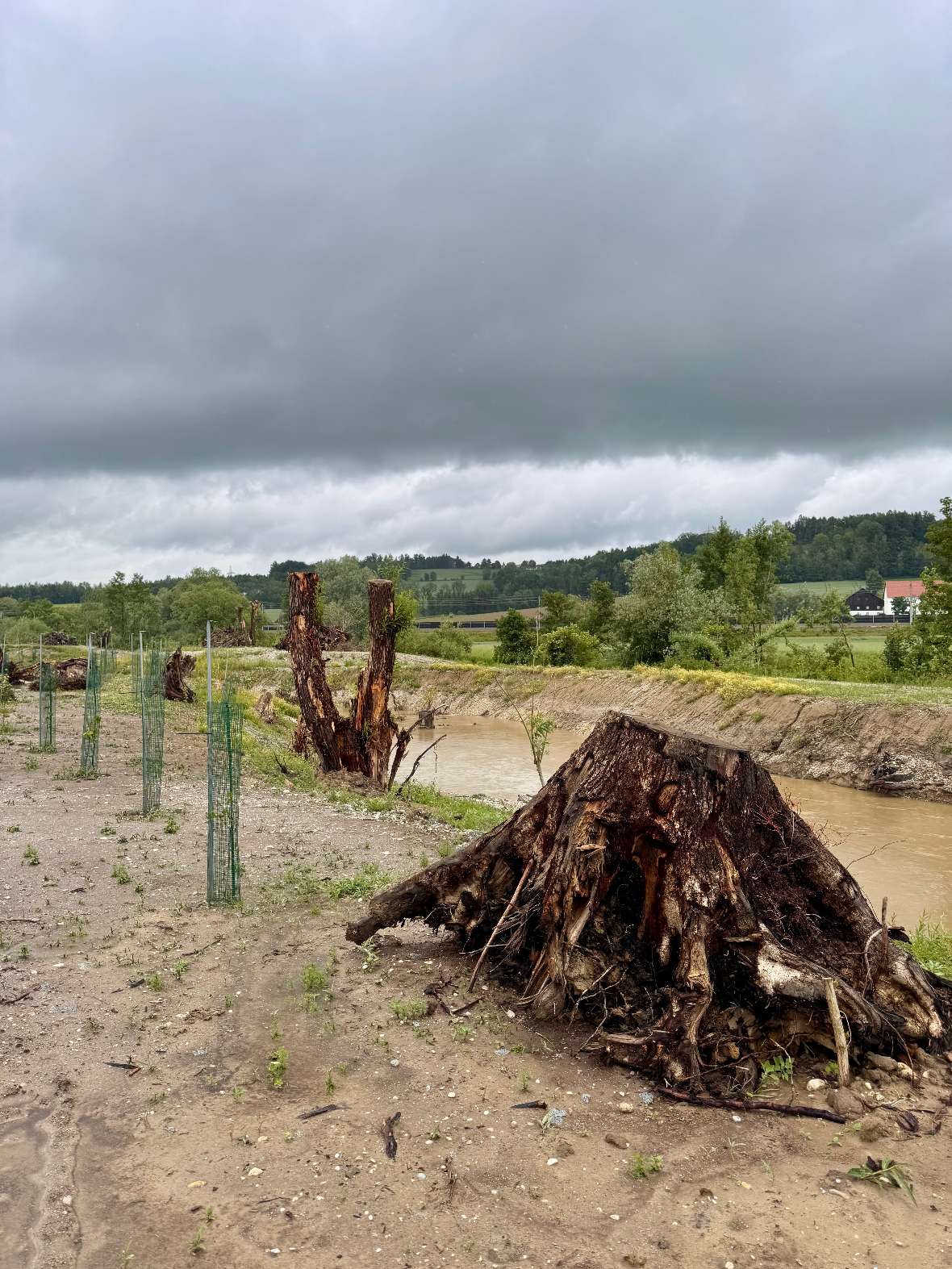 Renaturierungsprojekt: Großer Baumstumpf und mehrere kleinere Stümpfe auf sandigem Boden neben einem schmalen Fluss unter bewölktem Himmel.