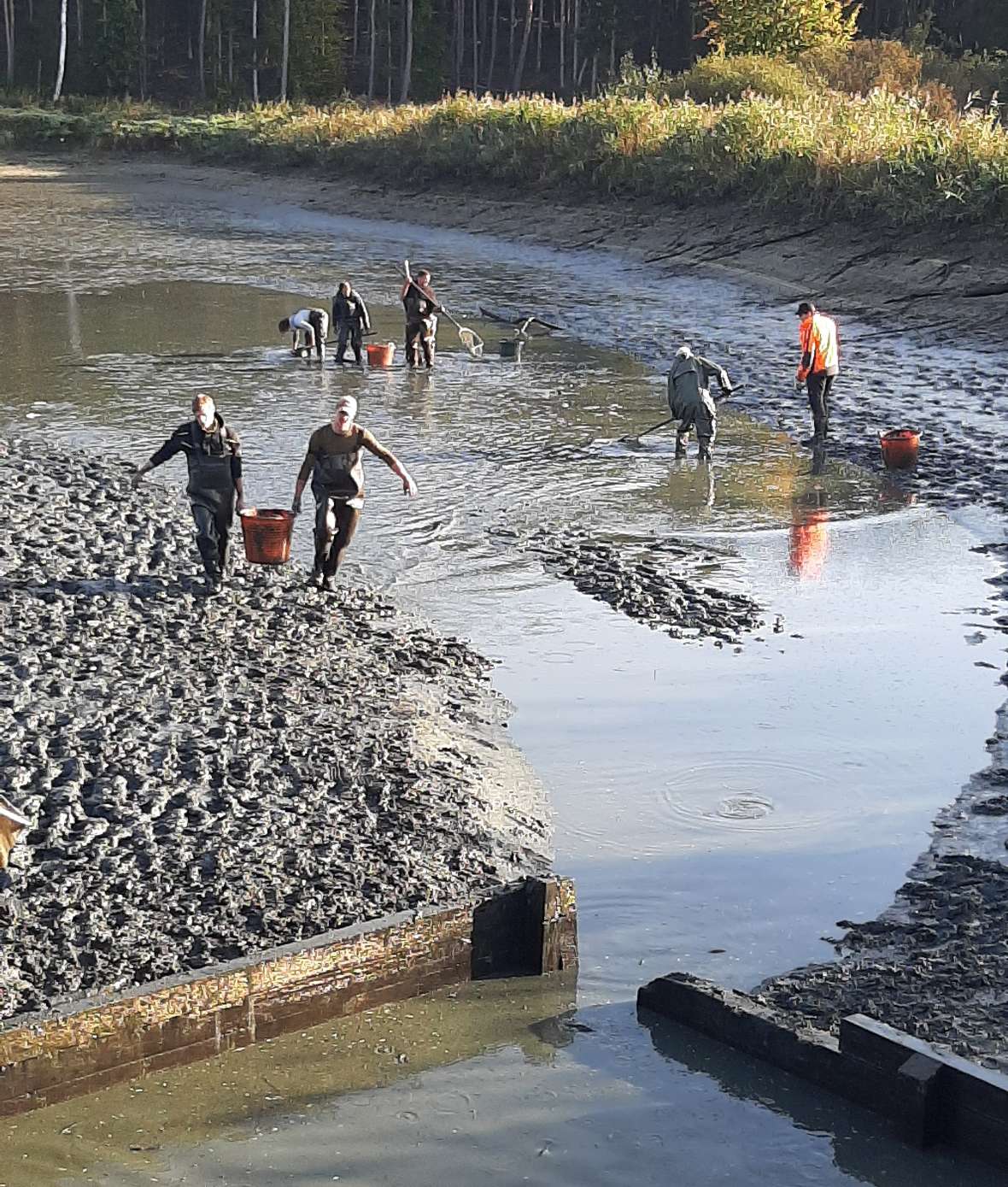 Die angehenden Teichranger und Teichrangerinnen helfen dem Gut Ottenstein bei der Abfischung.