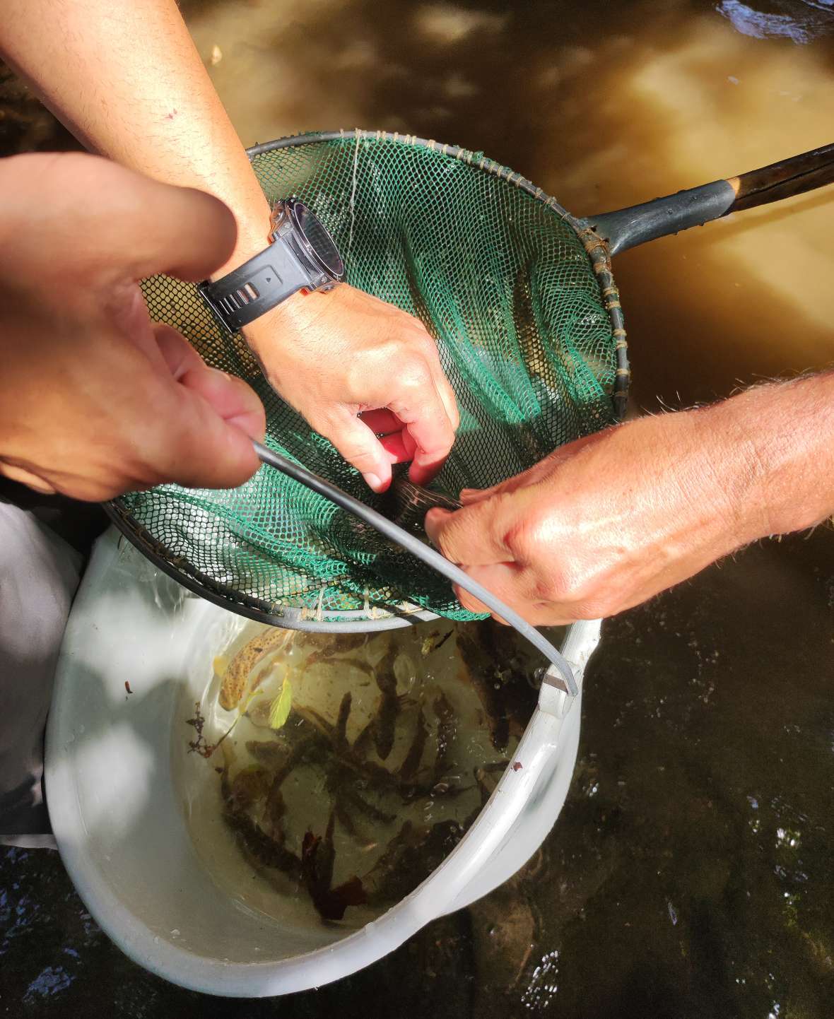 Die gefangenen Fische werden aus einem Kübel mit einem Kescher sotiert.