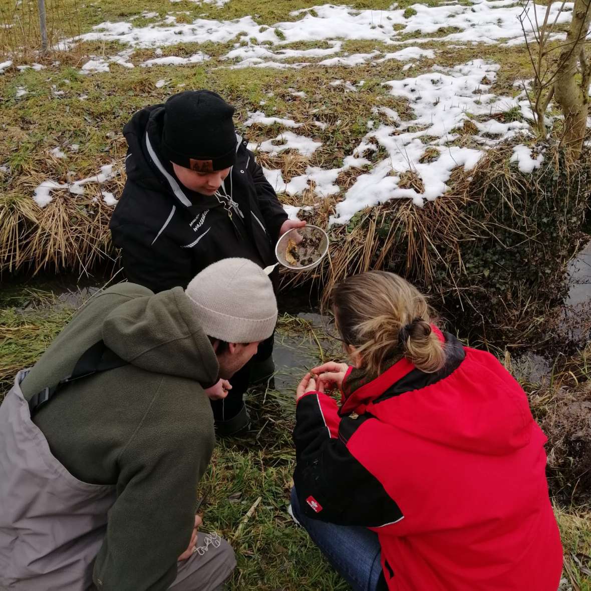 Im Modul 2 „Fisch- und Gewässerkunde“ beschäftigen sich die angehenden Fischereifacharbeiter:Innen schwerpunktmäßig mit der Aquakultur und Biologie der karpfen- und barschartigen Fische. Darüber hinaus bilden die Familien der Aale, Störe, Welse und Schmerlen und die Kiemennetzarbeit ein zentrales Thema in den beiden Kurswochen, die in der Zeit von 23.01. – 04.03.2023 stattgefunden haben.  Warum aber ist die eigentliche Karpfenteichwirtschaft hier in diesem Modul nur Nebensache? Einerseits, weil sie ohnehin in einem eigenen Modul 4 „Karpfenteichwirtschaft und Kreislaufanlagen“ im April von den Kursteilnehmer:Innen erarbeitet wird. Andererseits, weil bewusst auf Nebenaspekte der Aquakultur geschaut werden soll: Was tummelt sich sonst so – neben unserem Produkt „Fisch“ – in Fließgewässern, Teichen, naturnahen Anlagen, etc.? Wie nutzen/schaden sie mir im Verständnis meiner wichtigsten Ressource – dem Wasser selbst?  Deshalb wird in diesem Modul auch ganz speziell Wert auf die Vermittlung wichtiger Lebensgemeinschaften am und im Gewässer (Krebse, Makrozoobenthos, Amphibien) gelegt, ebenso wie auf praktische Fischbestimmung. Für uns als Fischzüchter stellt Wasser unsere Arbeitsgrundlage, quasi das Produktionsmedium dar. Gesamtheitlich ist es aber viel, viel mehr - heimlicher Biodiversitäts-Hotspot, besonderes Landschaftselement, Erholungsort, … Albert Einstein sagte einst: „Schau tief in die Natur, und dann wirst du alles besser verstehen.“  Eigentlich ein schönes Modul-Motto - so erging es hoffentlich unseren Teilnehmer:Innen nach der absolvierten Modulprüfung am Ende ihres 2-wöchigen Intensivkurses. 