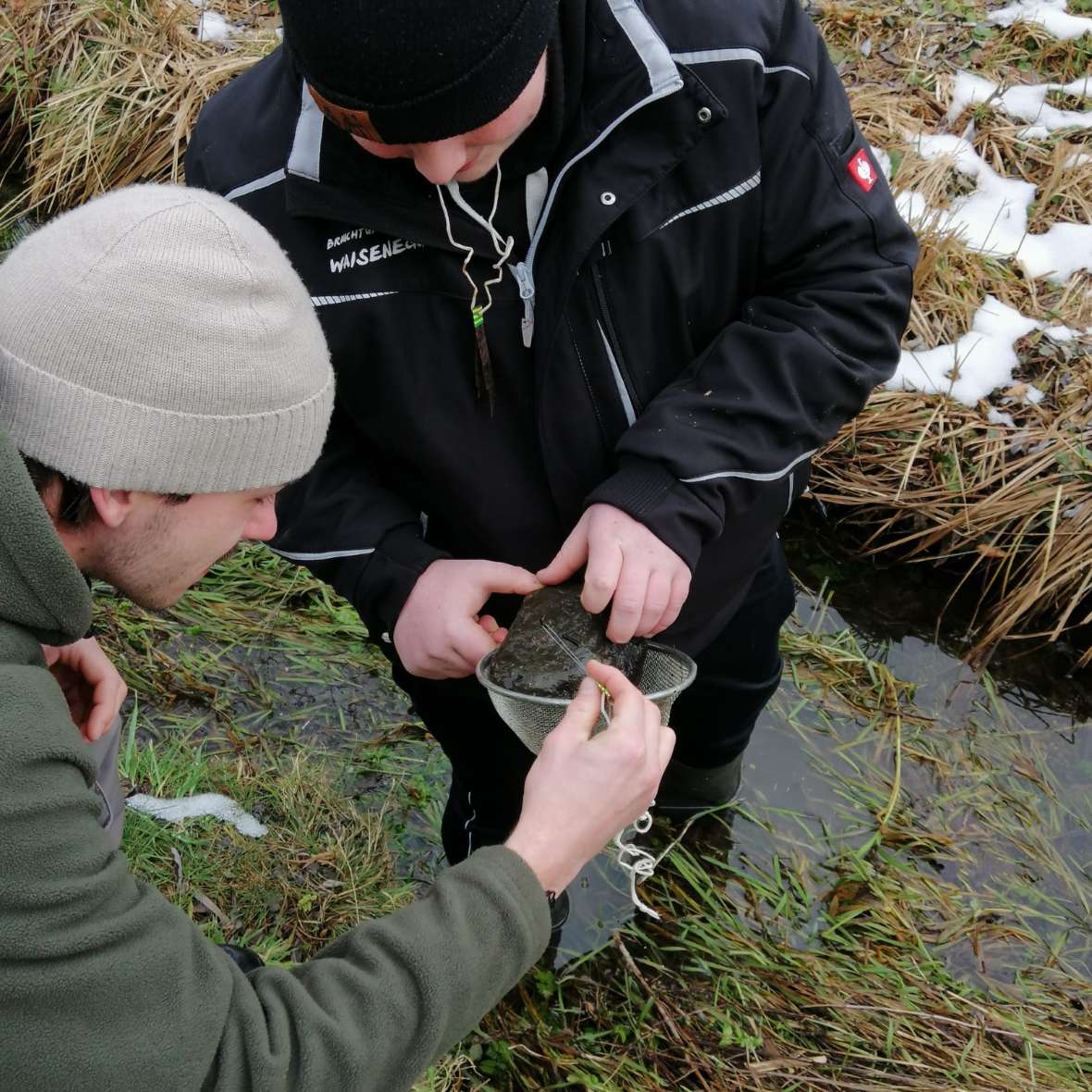 Im Modul 2 „Fisch- und Gewässerkunde“ beschäftigen sich die angehenden Fischereifacharbeiter:Innen schwerpunktmäßig mit der Aquakultur und Biologie der karpfen- und barschartigen Fische. Darüber hinaus bilden die Familien der Aale, Störe, Welse und Schmerlen und die Kiemennetzarbeit ein zentrales Thema in den beiden Kurswochen, die in der Zeit von 23.01. – 04.03.2023 stattgefunden haben.  Warum aber ist die eigentliche Karpfenteichwirtschaft hier in diesem Modul nur Nebensache? Einerseits, weil sie ohnehin in einem eigenen Modul 4 „Karpfenteichwirtschaft und Kreislaufanlagen“ im April von den Kursteilnehmer:Innen erarbeitet wird. Andererseits, weil bewusst auf Nebenaspekte der Aquakultur geschaut werden soll: Was tummelt sich sonst so – neben unserem Produkt „Fisch“ – in Fließgewässern, Teichen, naturnahen Anlagen, etc.? Wie nutzen/schaden sie mir im Verständnis meiner wichtigsten Ressource – dem Wasser selbst?  Deshalb wird in diesem Modul auch ganz speziell Wert auf die Vermittlung wichtiger Lebensgemeinschaften am und im Gewässer (Krebse, Makrozoobenthos, Amphibien) gelegt, ebenso wie auf praktische Fischbestimmung. Für uns als Fischzüchter stellt Wasser unsere Arbeitsgrundlage, quasi das Produktionsmedium dar. Gesamtheitlich ist es aber viel, viel mehr - heimlicher Biodiversitäts-Hotspot, besonderes Landschaftselement, Erholungsort, … Albert Einstein sagte einst: „Schau tief in die Natur, und dann wirst du alles besser verstehen.“  Eigentlich ein schönes Modul-Motto - so erging es hoffentlich unseren Teilnehmer:Innen nach der absolvierten Modulprüfung am Ende ihres 2-wöchigen Intensivkurses. 