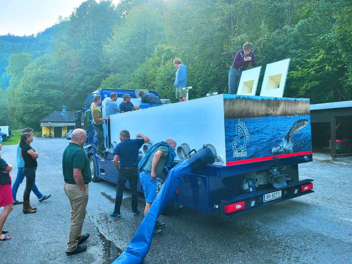 Interessiertes erkunden der Teilnehmenden des Fischtransporters der Fischzucht Glück.