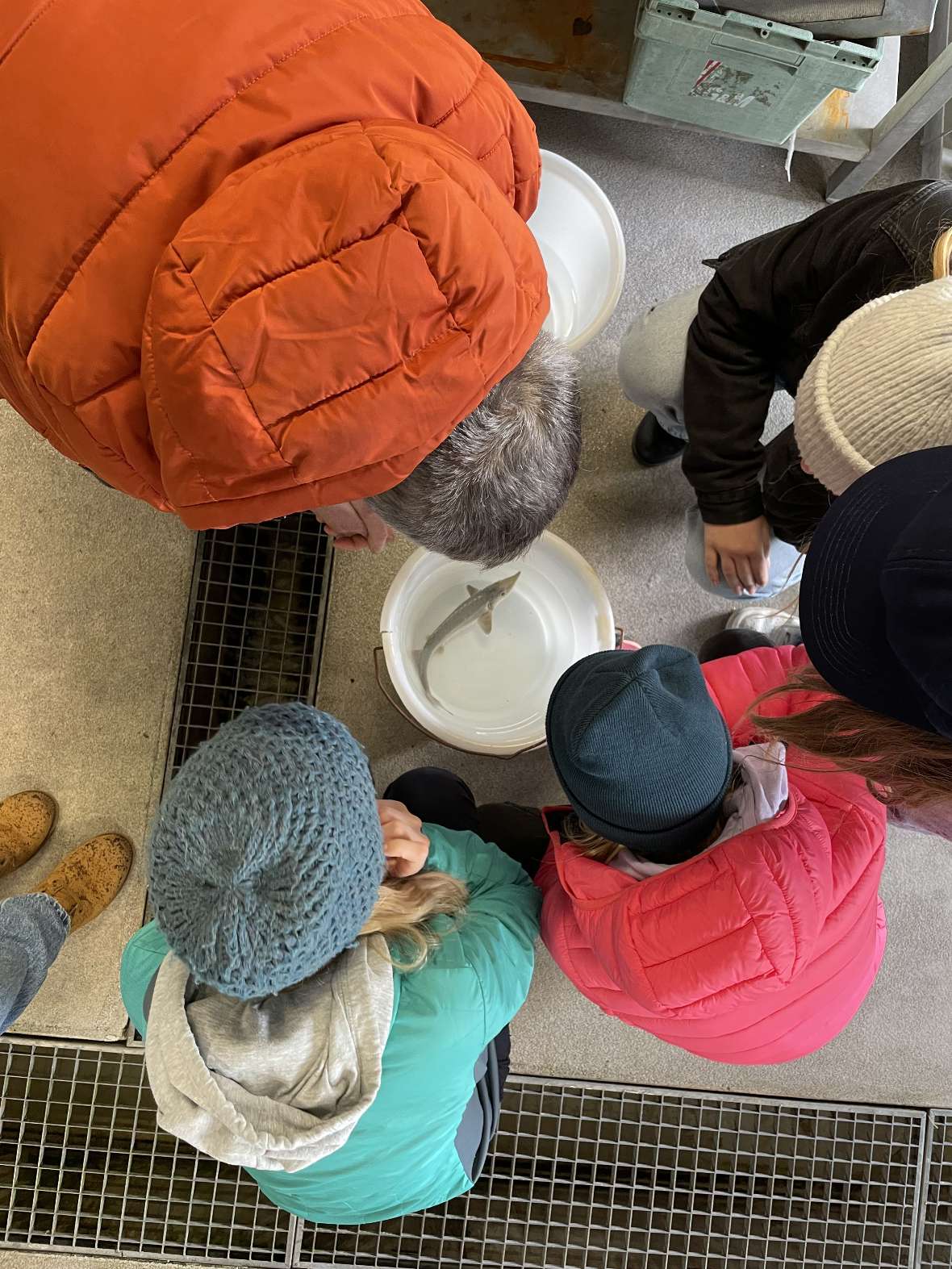 Die Mädchen beobachten einen jungen Stör, der in einem mit Wasser gefüllten Kübel, schwimmt. Zum Wiegen wurd der Stör tierschutzkonform betäubt.