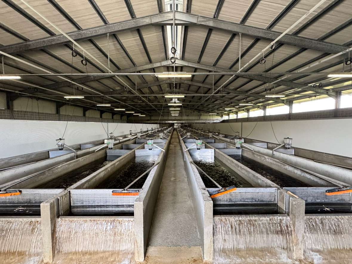 Blick in eine große Halle mit parallelen Fischbecken und einem Mittelgang, Decke mit Stahlträgern und Leuchten.