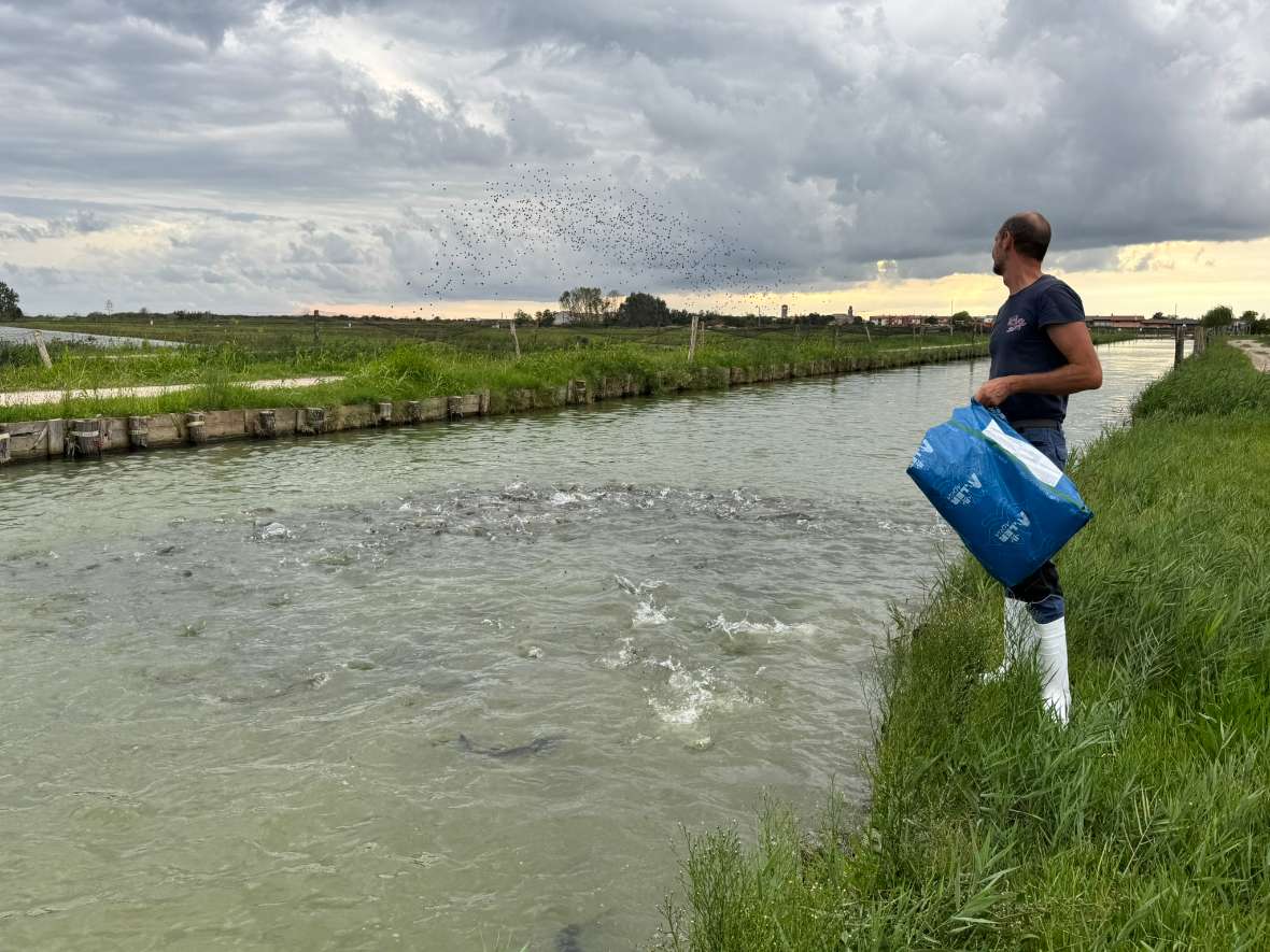 Mann mit blauer Tasche steht am Ufer eines Flusses und füttert die Fische.