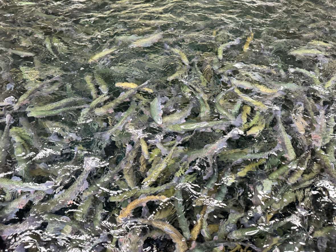 Viele Fische mit schwimmen dicht beieinander im Wasser.