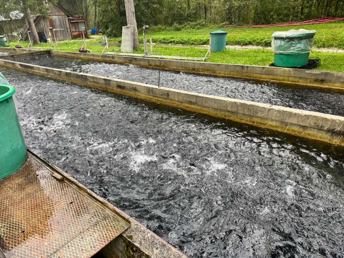 Lange rechteckige Teiche mit bewegtem Wasser, umgeben von Gras und Bäumen, im Hintergrund ein kleines Holzgebäude.