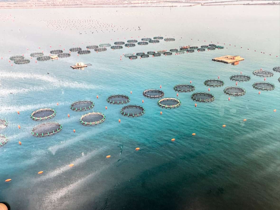 Luftaufnahme von kreisförmigen Fischzuchtkäfigen im Meer.