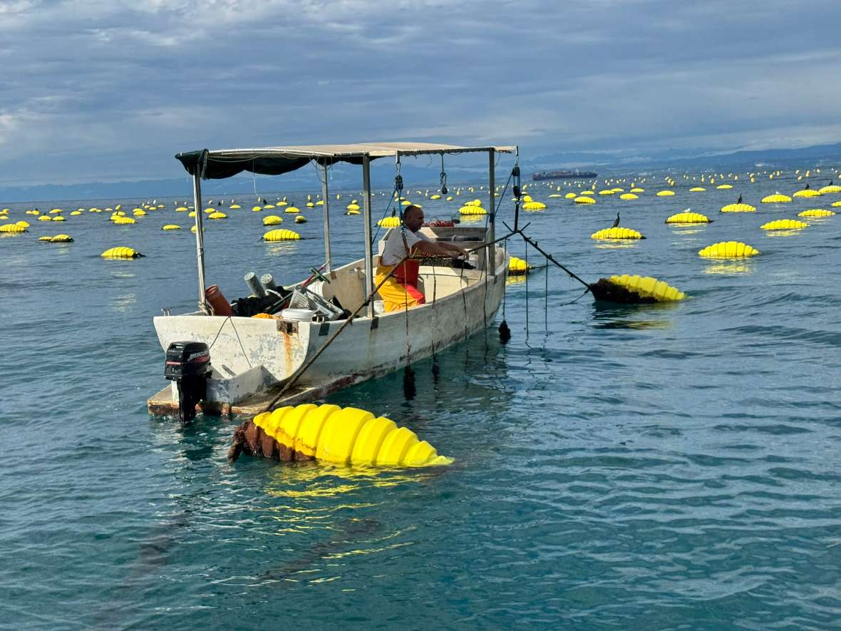 Muschelfarm bei Strunjan, Slowenien. Boot mit Überdachung auf Wasser, umgeben von vielen gelben Bojen.