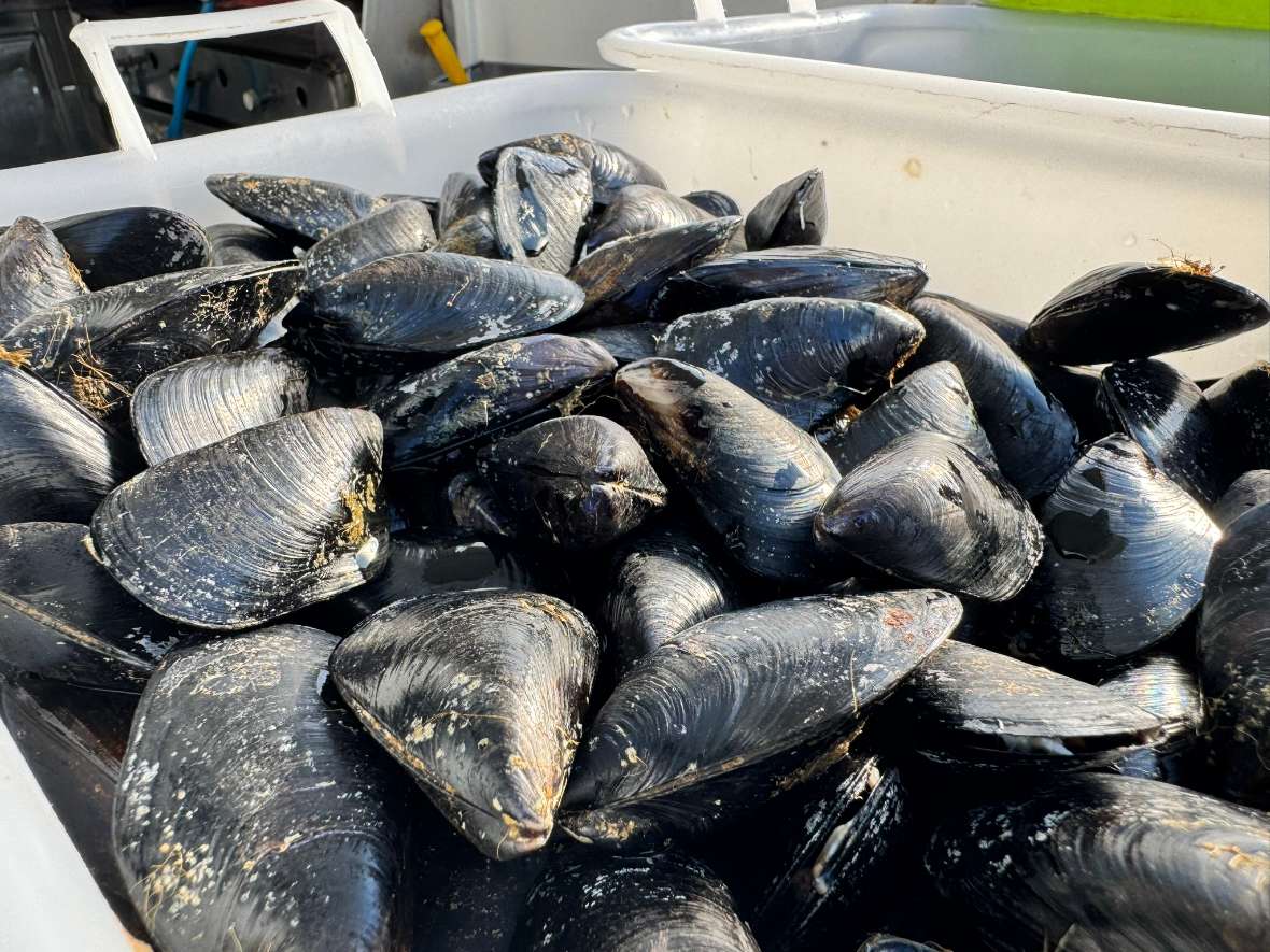 Ort: Muschelfarm bei Strunjan, Slowenien. Nahaufnahme von schwarzen Miesmuscheln.