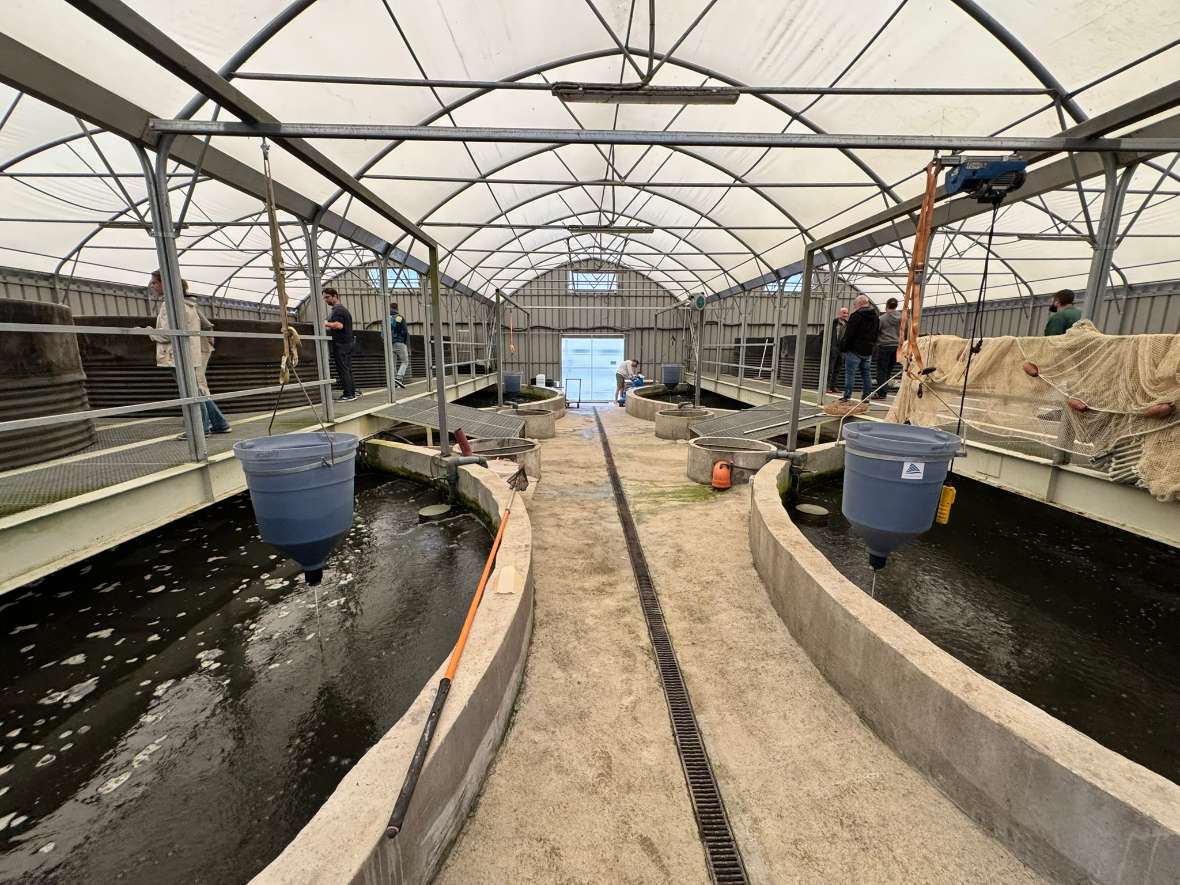 Ort: Fischzucht, Slowenien. Überdachte Fischzuchtanlage mit mehreren rechteckigen Becken.