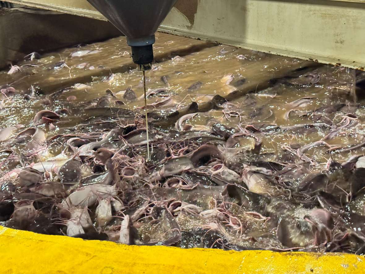 Ort: Fischzucht, Slowenien. Viele kleine Fische schwimmen in einem Becken mit Wasser.