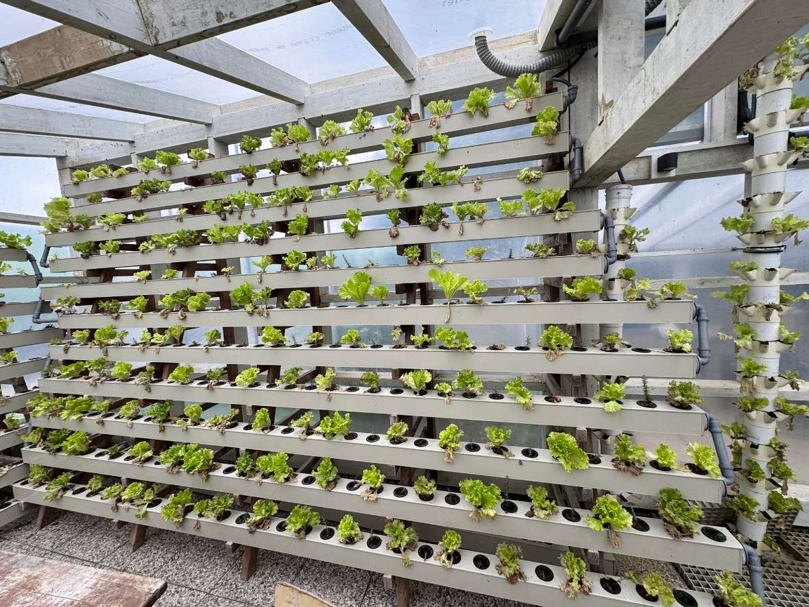 Ort: G2O Fischzucht Slovenien. Vertikale Anordnung von Salatpflanzen in weißen Kunststoffröhren in einem Gewächshaus mit transparentem Dach.