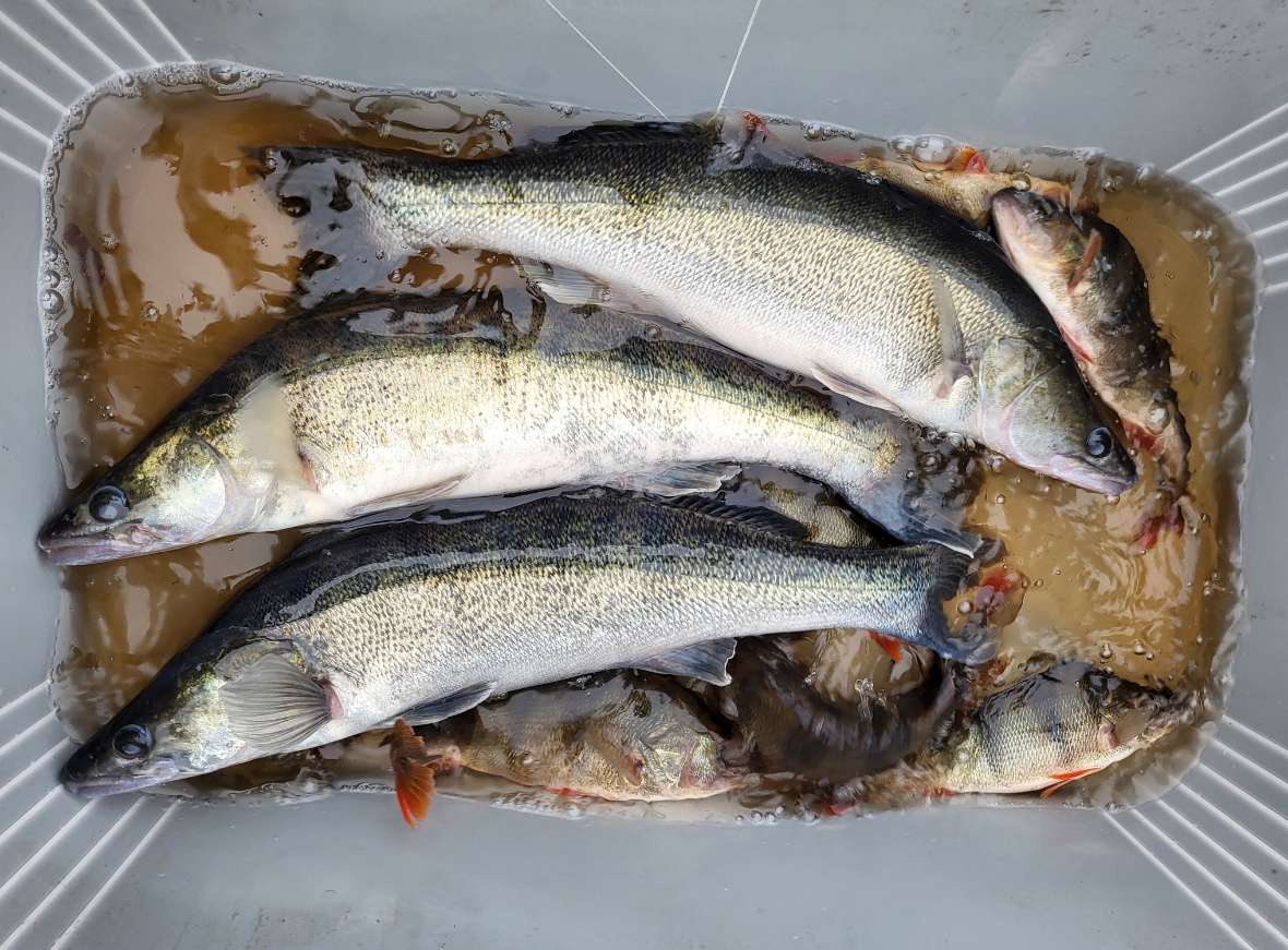 Mehrere Fische unterschiedlicher Größe liegen in einem Behälter.