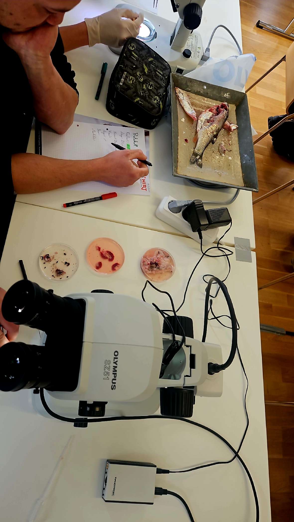 Fischparasitologie Hautnah – direkt am Fisch wurden Proben genommen und im Labor unterm Binokular bzw., Mikroskop auf Parasiten untersucht