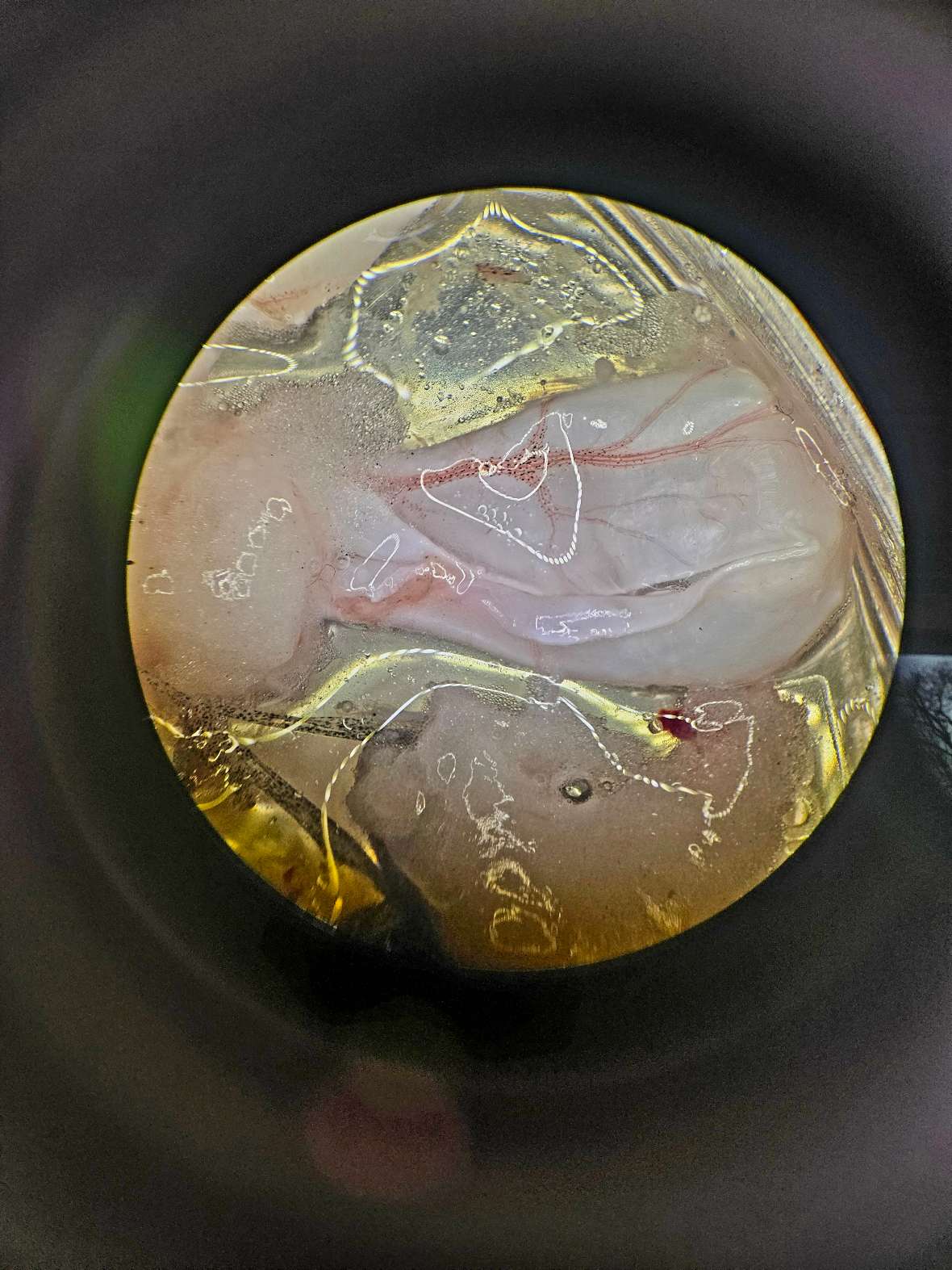 Fischparasitologie Hautnah – direkt am Fisch wurden Proben genommen und im Labor unterm Binokular bzw., Mikroskop auf Parasiten untersucht