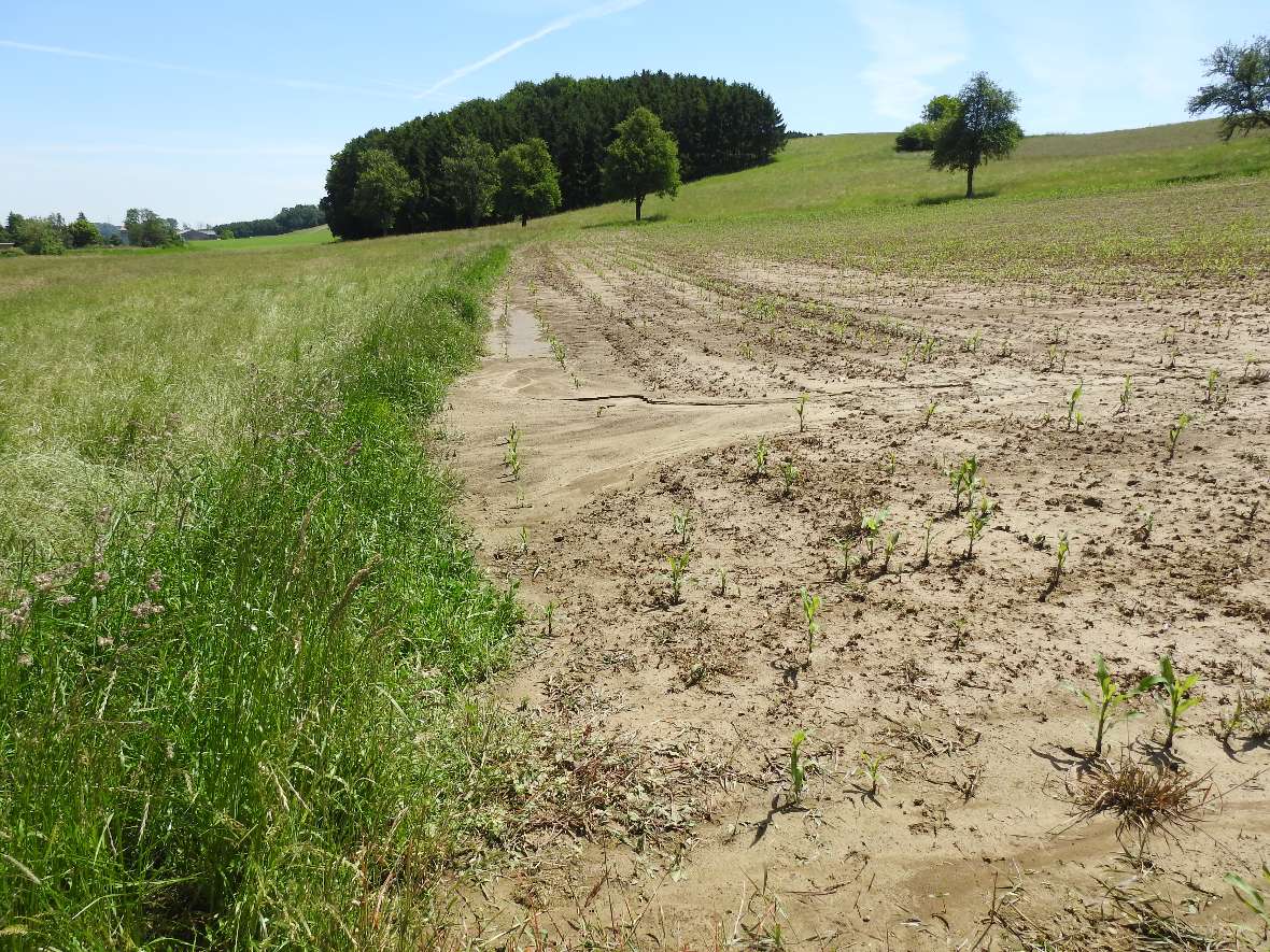 Gewässerrandstreifen können Abfluss und Erosion abbremsen und damit effektiv Sediment und Nährstoffe rückhalten.