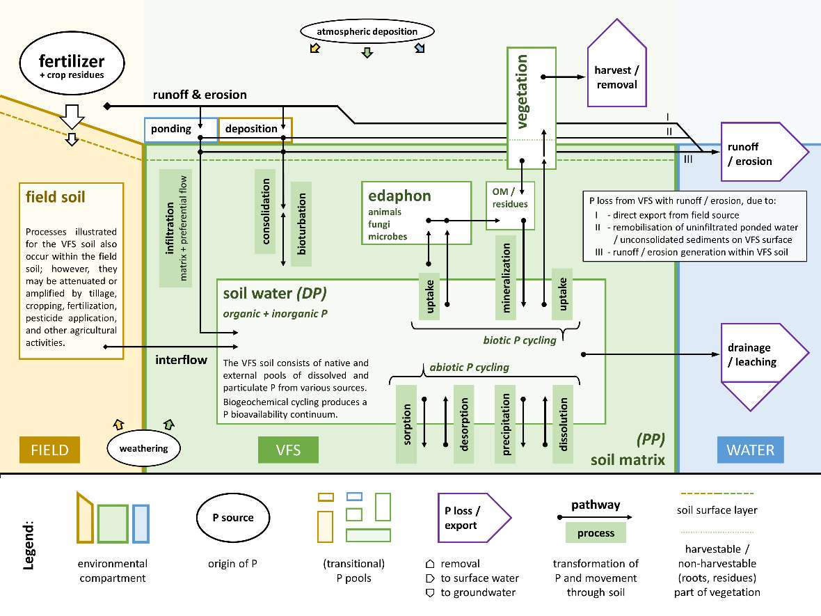 Schematischer Überblick über Prozesse und Fließwege von Phosphor im Boden eines Gewässerrandstreifens.