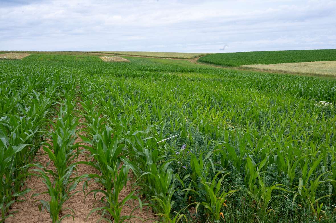 Versuchsblöcke mit verschiedenen Pflanzenschutz- und Bodenbearbeitungsvarianten für Mais (Pflug vs. Grubber; Nullvariante vs. chemischer und mechanischer Pflanzenschutz, sowie Kombinationsvarianten)