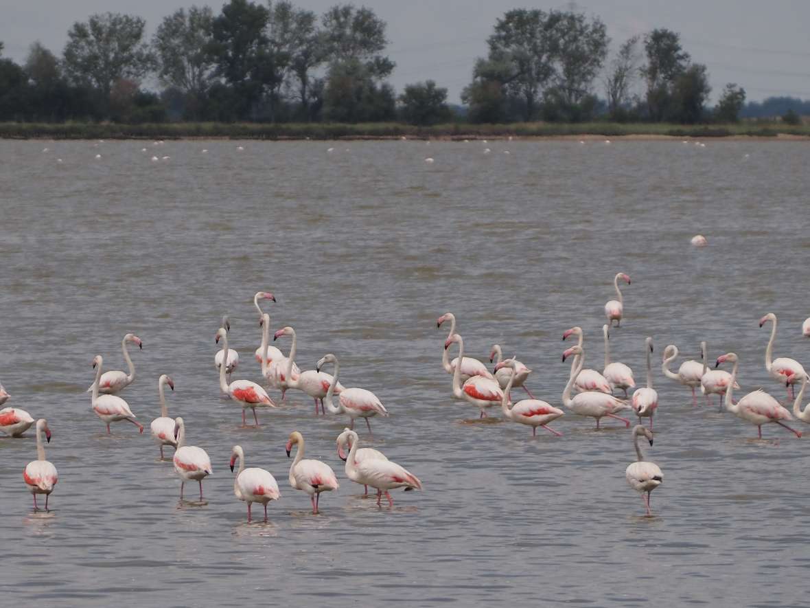 Neben ornithologische Highlights wie Stelzenläufern, Löfflern, Säbelschnäblern und vielen anderen Wat- und Wasservögeln, haben die „Valli di Comacchio“ im Po Delta auch eine große Population an Rosaflamingos, die viele Besucher anlocken.