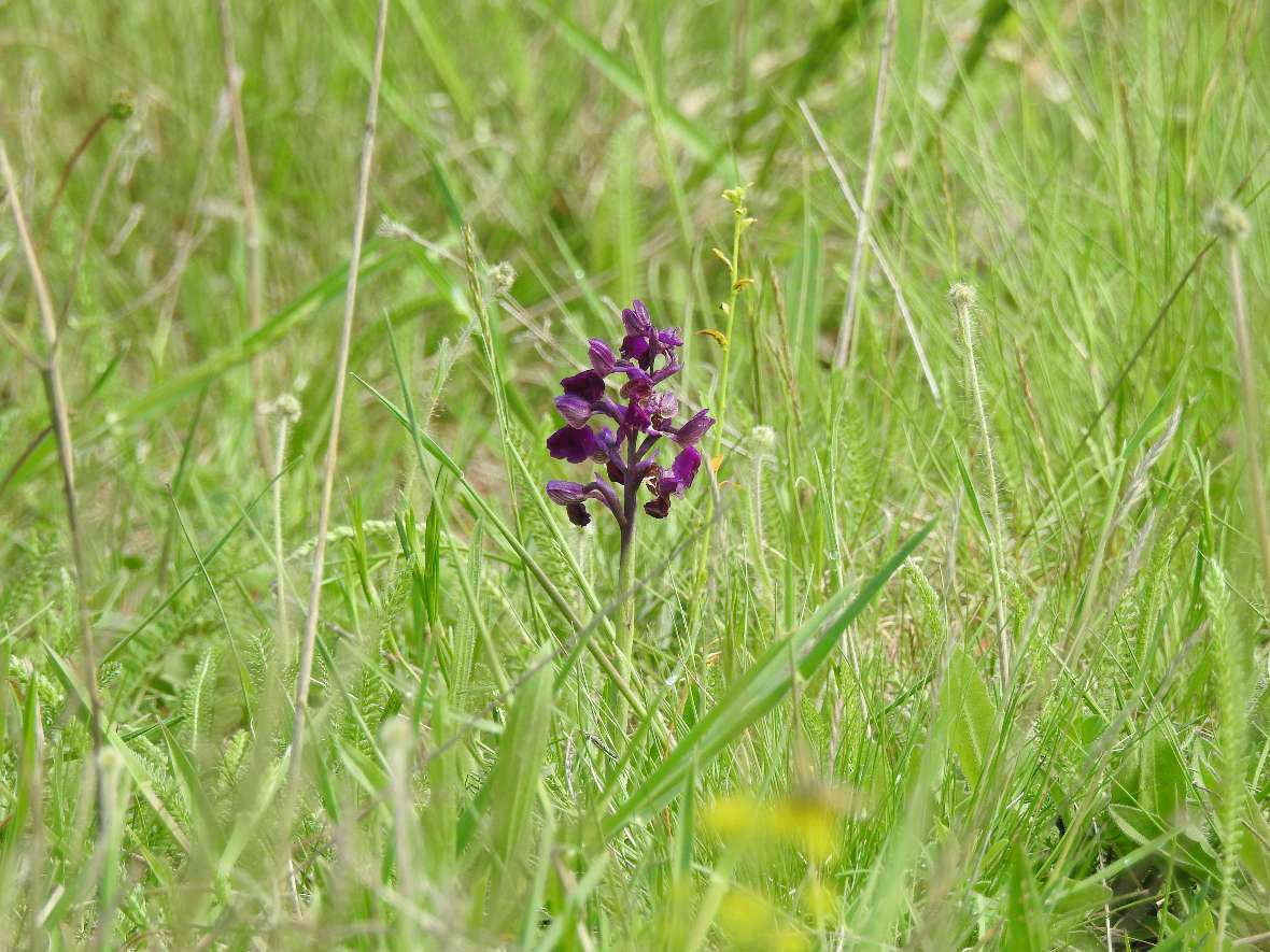 Zunehmende Trockenheit wirkt sich auch negativ auf die terrestrischen Lebensräume und die Vegetation aus, unter ihnen viele seltene Arten, wie beispielsweise auf dem Foto zu sehen, die Orchideen.