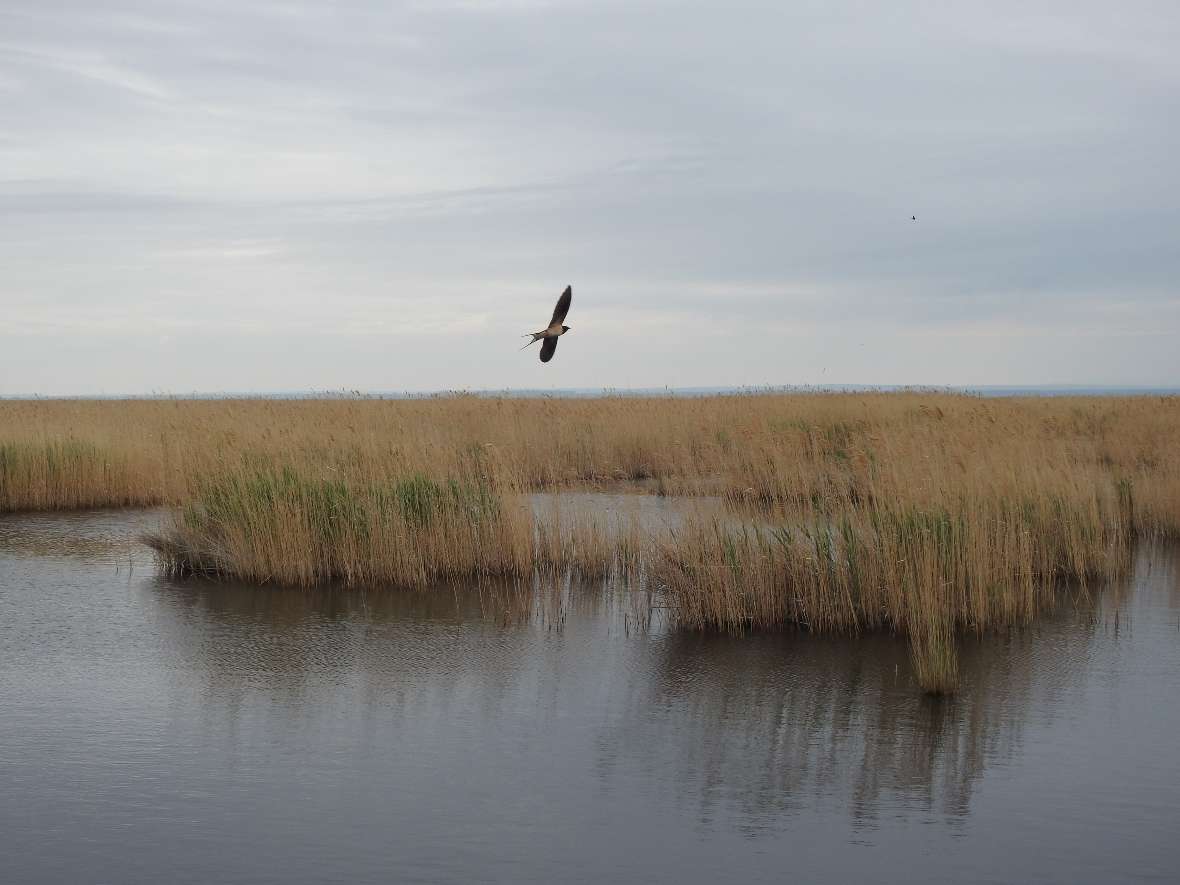 Die Ufer und Lagunen des Neusiedler Sees sind von zunehmender Trockenheit bedroht, was insbesondere negative Auswirkungen auf den Schilfgürtel und die semiaquatischen Lebensräume und ihre Bewohner hat.