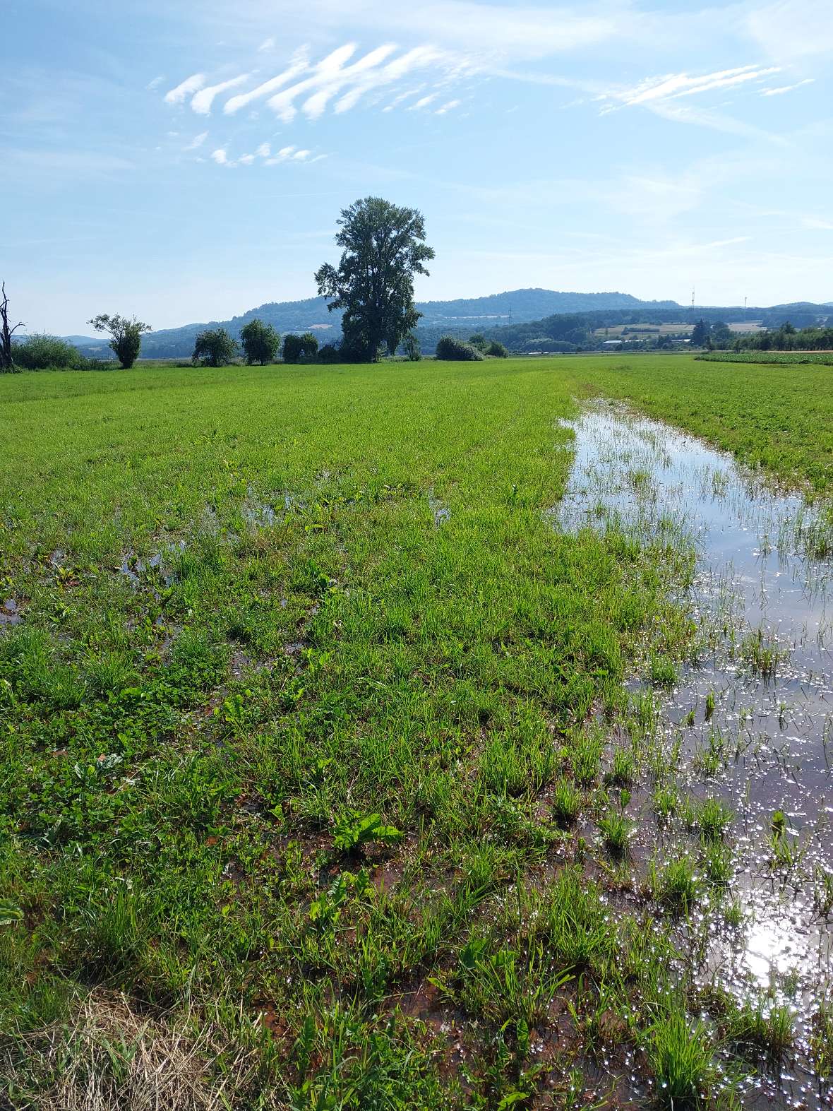 Das Bild zeigt eine überflutete Mähwiese mit einzelnen Bäumen und dem Walberla Hügeln im Hintergrund. Die Wiesen werden durch ein Kanalsystem, das bei Bedarf aufgestaut werden kann gezielt überflutet um so die Wasser-, aber auch Nährstoffversorgung der Wiese zu erhöhen.