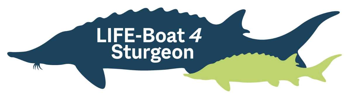 Logo LIFE-Boat 4 Sturgeon - Abbichlung von 2 Stören