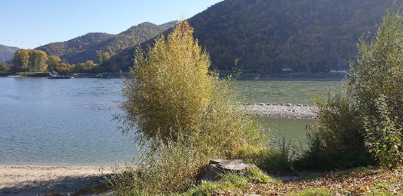 In front of the picture is an autumnally colored willow bush directly on the sandy bank of the Danube. To the right of the bush, about 10 meters from the shore, one can see a gravel bank over which the Danube water is already flowing in the left part of the picture. In the middle left of the picture you can see the ferryboat, including the guide rope, as well as the parking and the access ramp for the ferry. The opposite riverbank of the Danube is partially secured with blocks. Two buildings and the street can be seen. In the background of the picture, at a distance of about 350 meters, rises the autumnally colored hilly landscape of the Wachau.