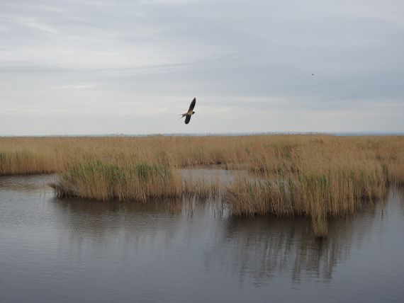 Die Ufer und Lagunen des Neusiedler Sees sind von zunehmender Trockenheit bedroht, was insbesondere negative Auswirkungen auf den Schilfgürtel und die semiaquatischen Lebensräume und ihre Bewohner hat.
